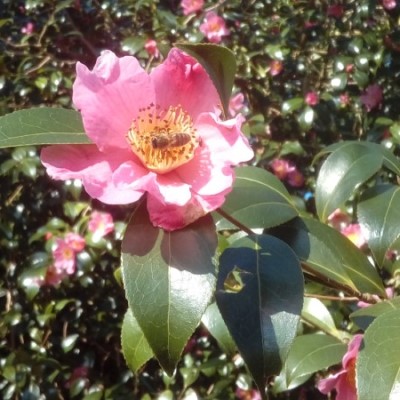 Camellia