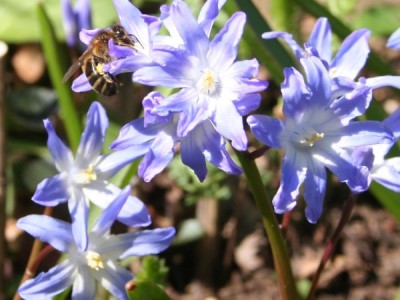 Chionodoxa