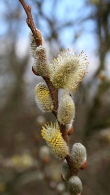 Goat willow