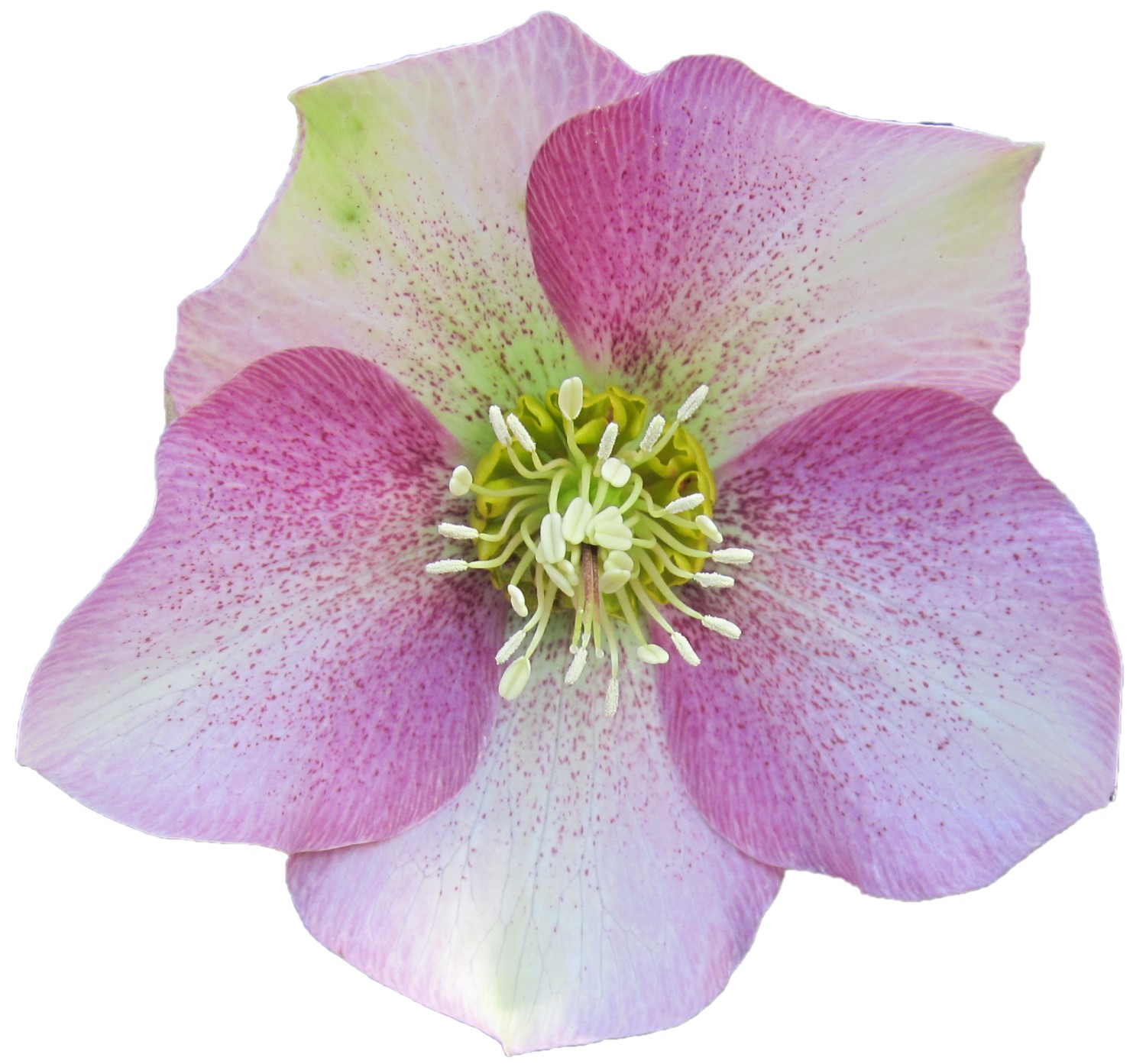 Hellebore