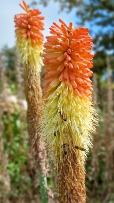 Kniphofia