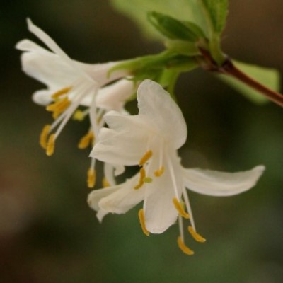 Lonicera fragrans