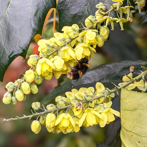 Mahonia