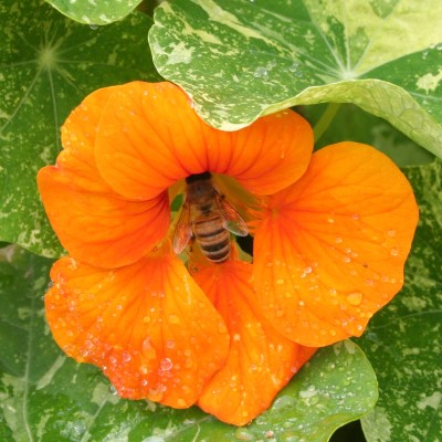 Nasturtium