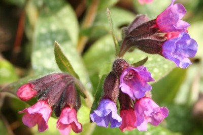 Pulmonaria