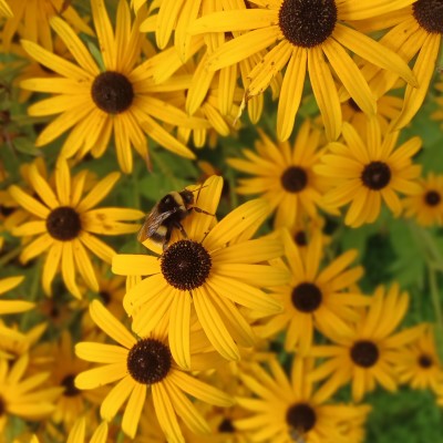 Rudbeckia