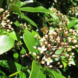 Skimmia