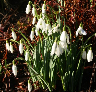 Snowdrop