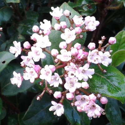 Viburnum tinus