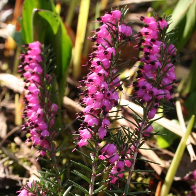 Winter heather