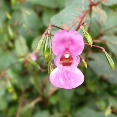Himalayan balsam