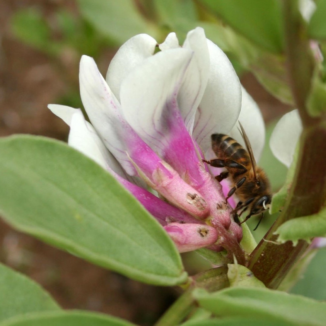 Broad bean