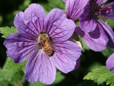 Geranium