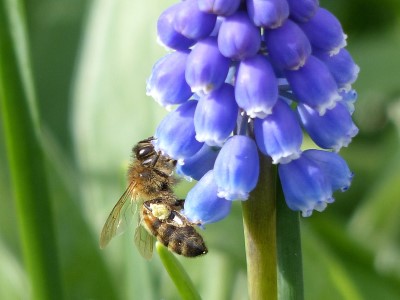 Grape hyacinth