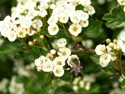 Hawthorn