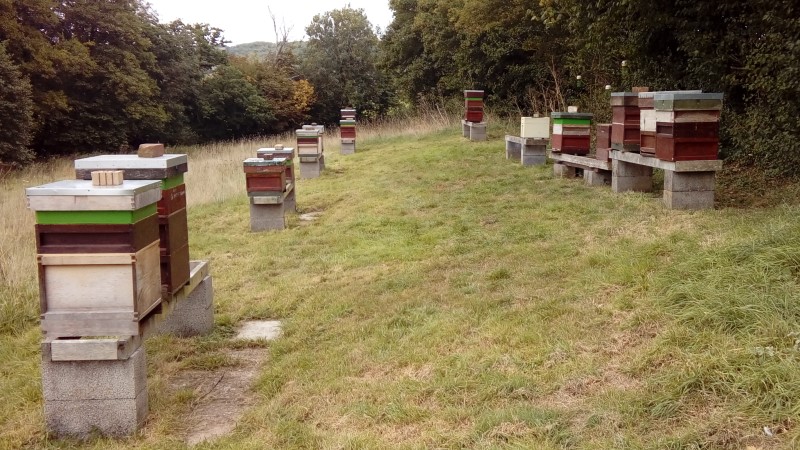 The teaching apiary