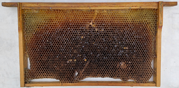 Old brood comb