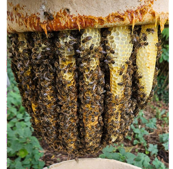A successful bait hive