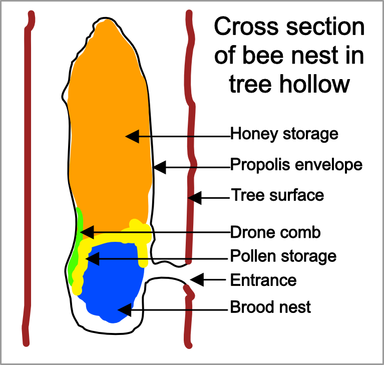 Cross section of wild nest