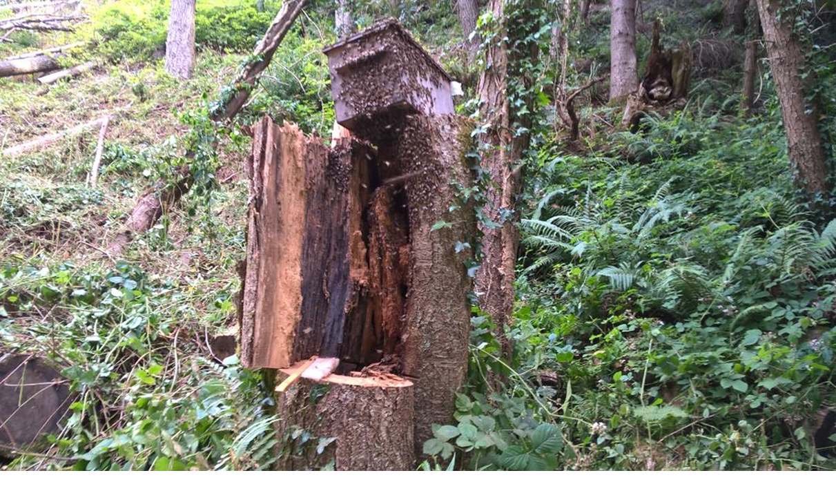 Wild bee nest cut out