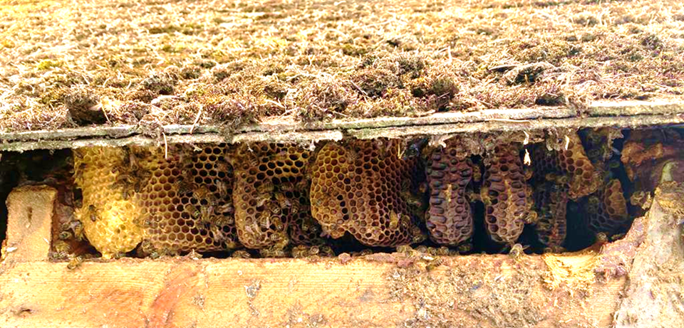 horizontal cavity