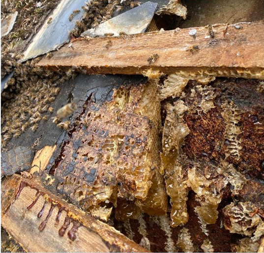 Wild bees in roof