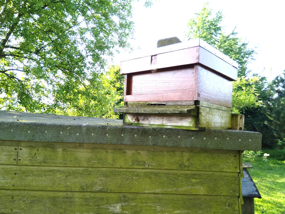 Bait hive on shed roof