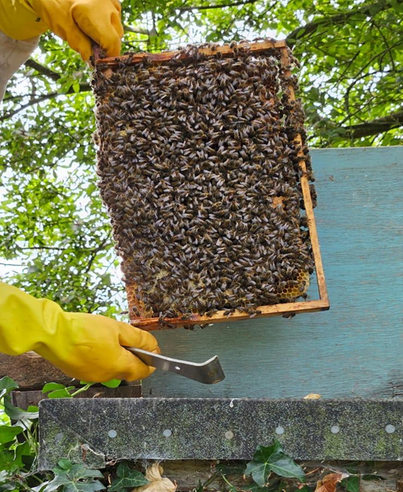 ...only one frame of bees