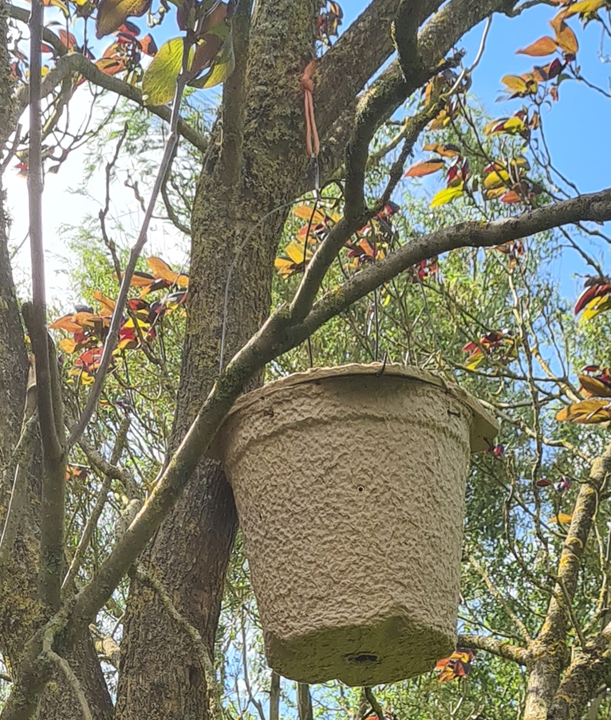 Hagen bait hive