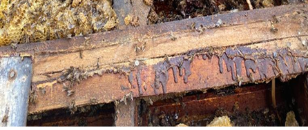 Old propolis and wax