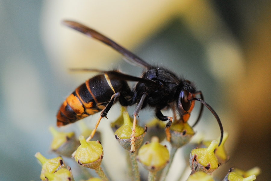 Vespa velutina, yellow-legged Asian hornet