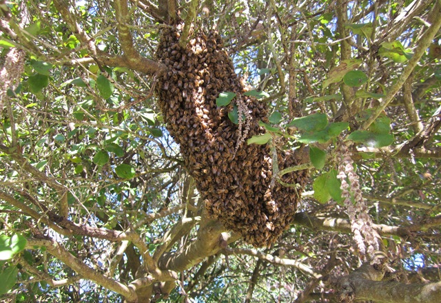 Honey bee swarm information