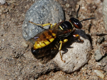 Beewolf