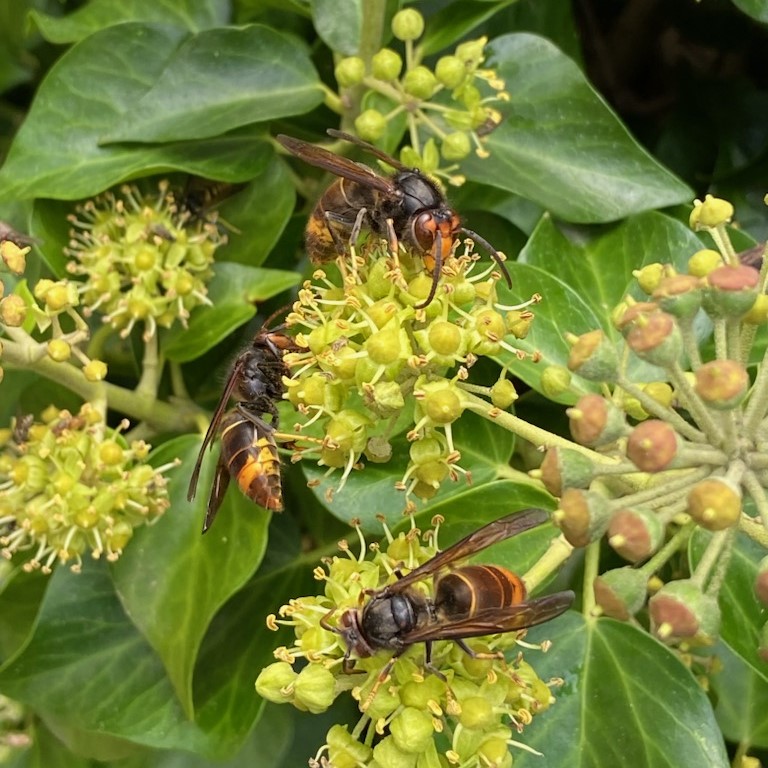 Asian hornet on ivy