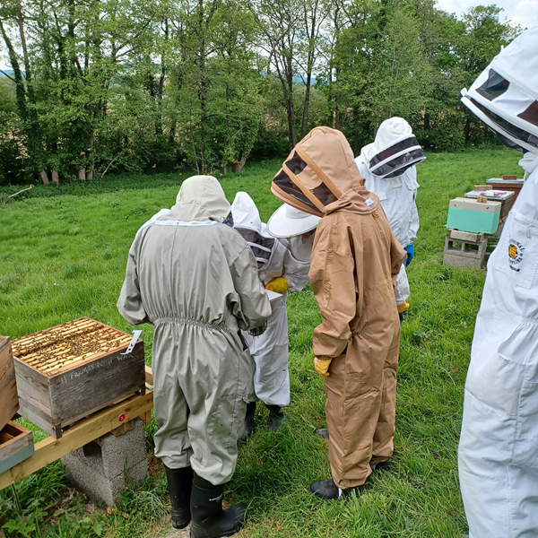 Inspecting brood