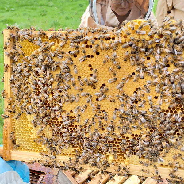 Healthy brood