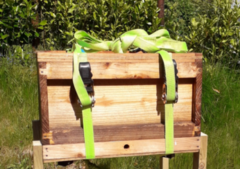 Bait hive