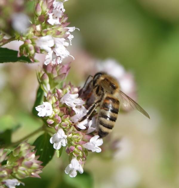 Marjoram