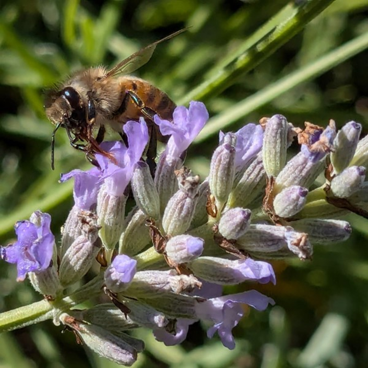 Lavender