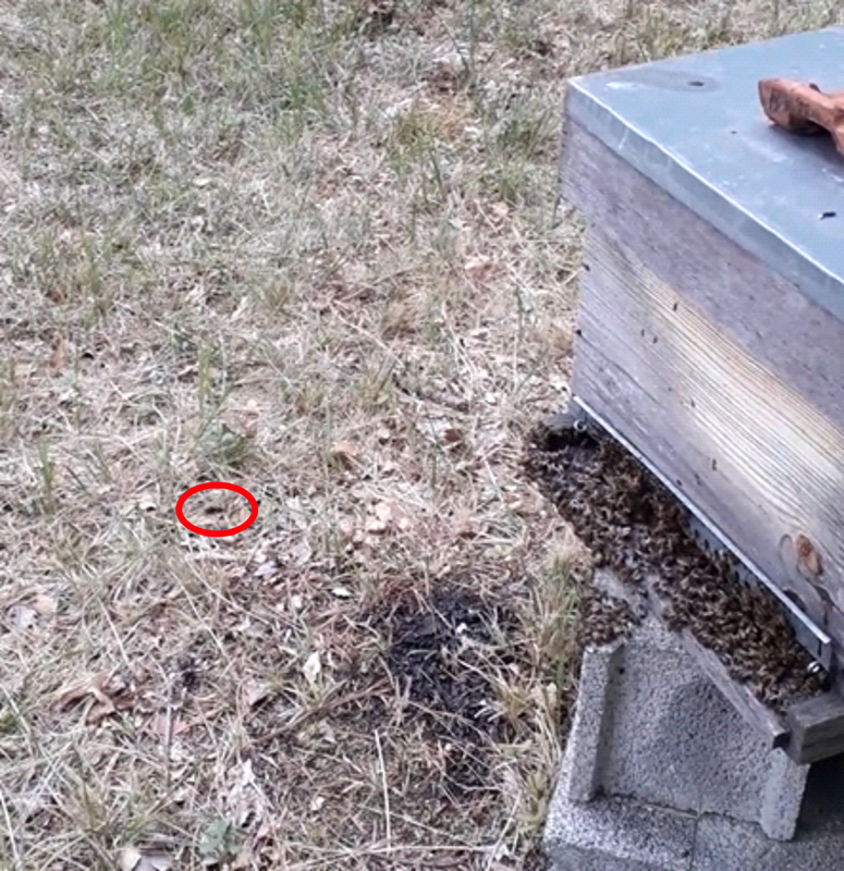 Asian hornet hawking