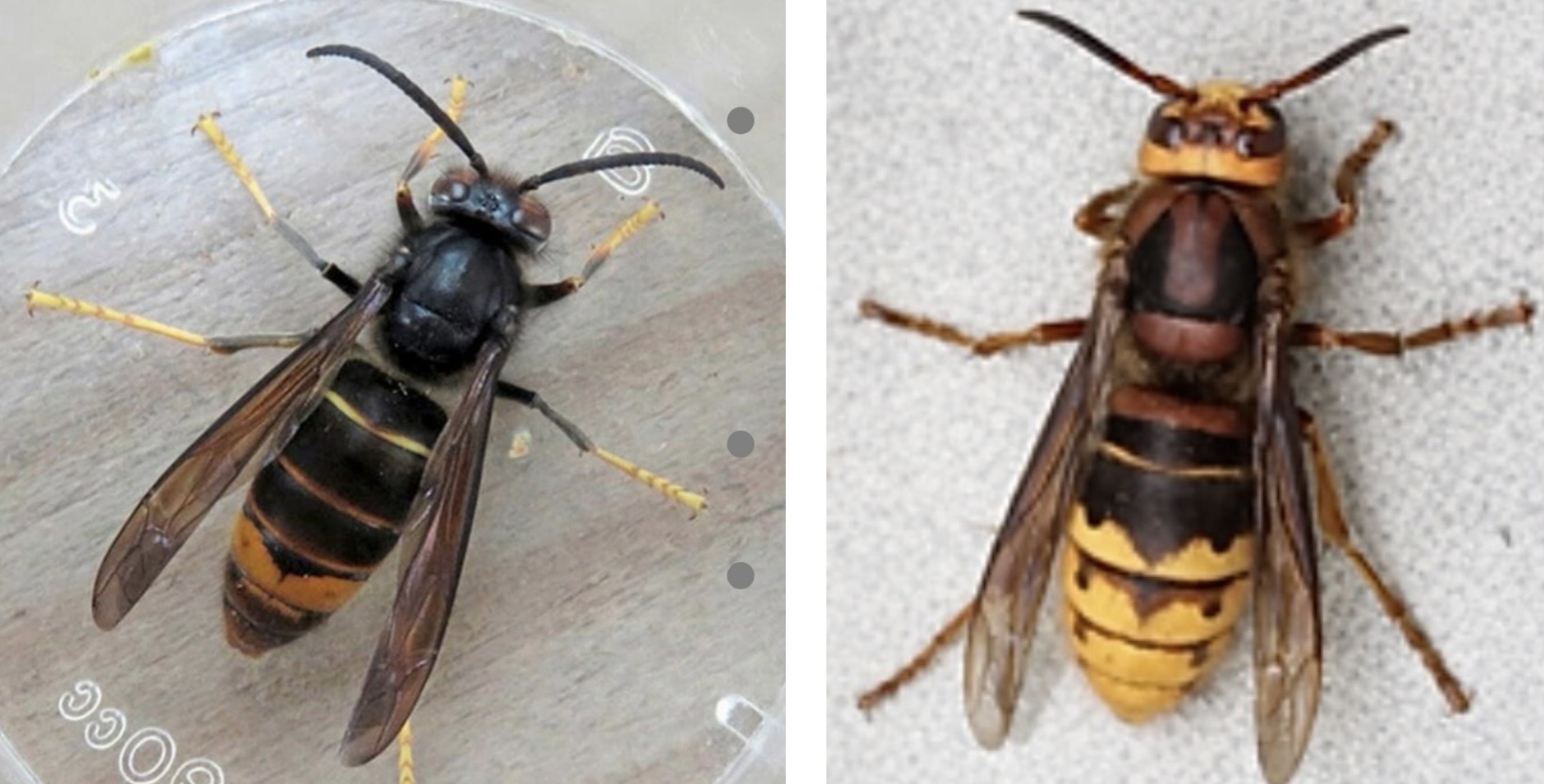 Comparison