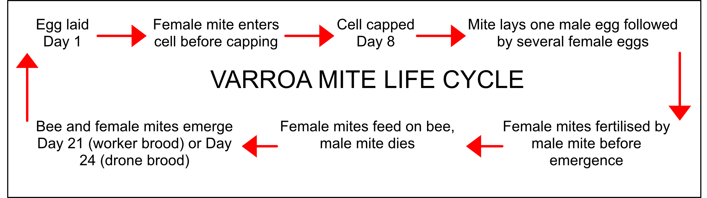 Varroa life cycle