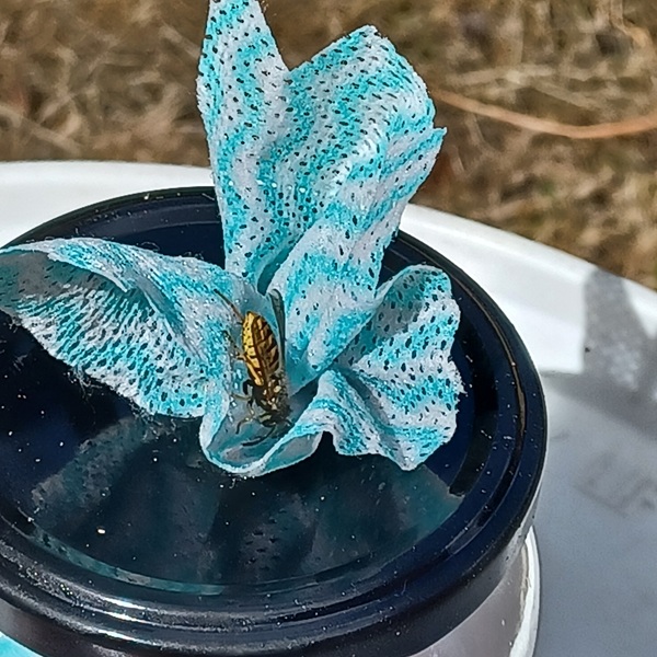Wasp on trappit bait