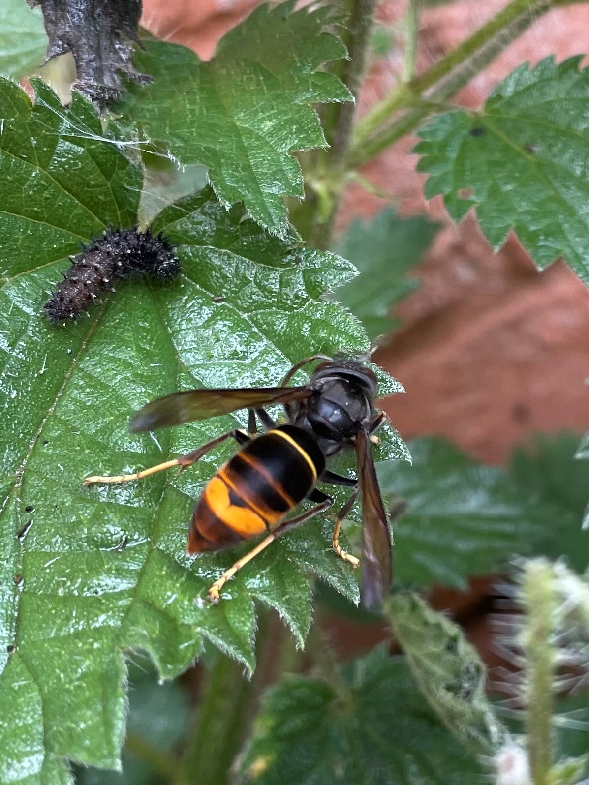 Yellow legged Asian hornet