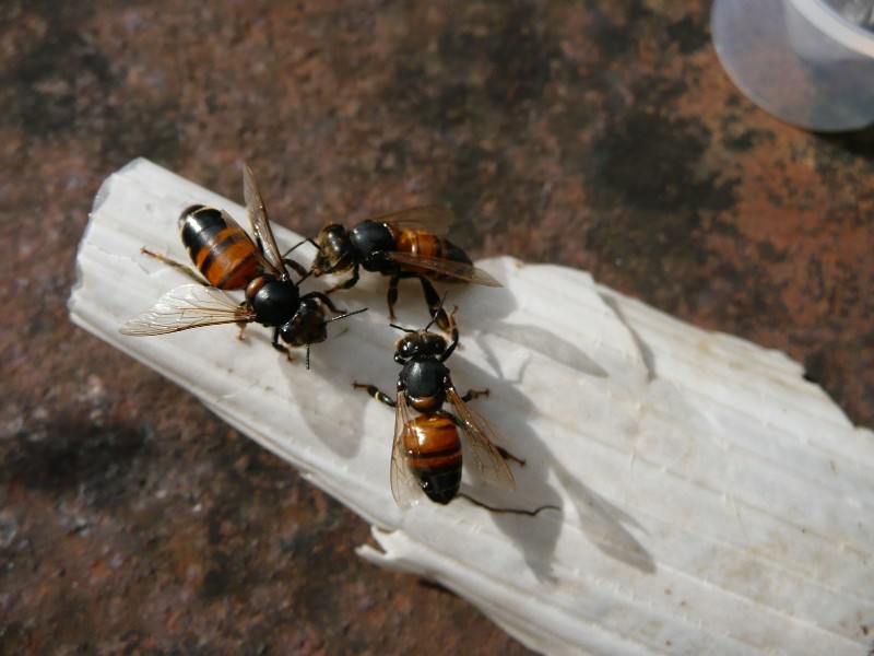 Chronic bee paralysis virus
