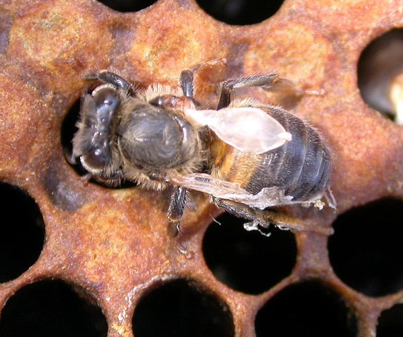 Deformed wing virus