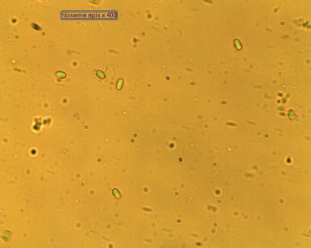 Nosema spores