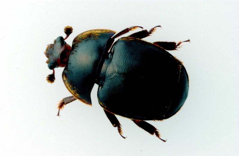 Small hive beetle