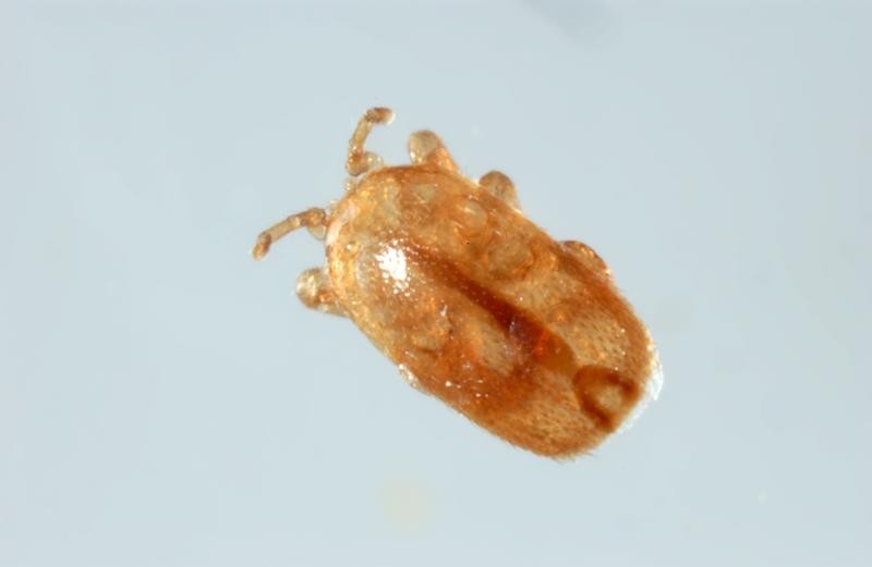 Tropilaelaps mite