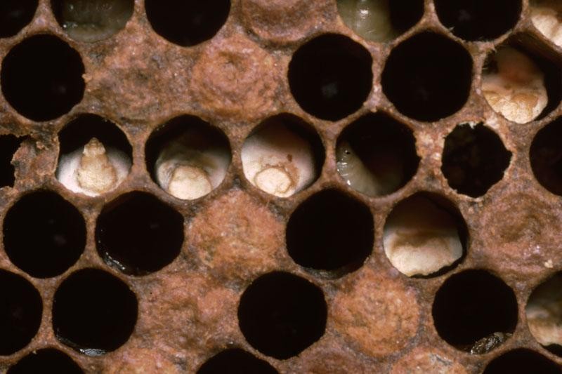 Chalk brood closeup
